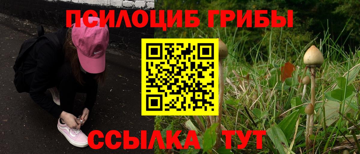 Нальчик  Псилоцибиновые грибы прущие грибы  Псилоцибиновые грибы Psilocybine cubensis  Вход с VPN 
